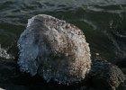 IMG 0256