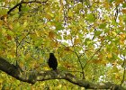 1628   autumn