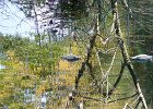P1000723   reiger