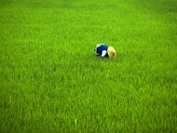 China 1988 ricefield