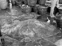 Maleisie giant ray, fish market Malaysia