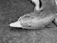 Maleisie giant Stereolepis(?), fish market Malaysia