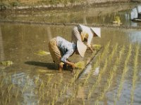 Indonesia 1990 planting rice