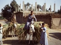 Egypte 1996  donkey transport, Luxor