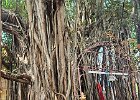 hindu shrine in front of tree