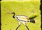 Holy ibis, from Egypt, found in Tawern, Rheinisches Landesmuseum Trier