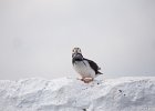 puffin with fish : papegaaiduiker