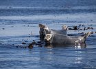 Farnes2017