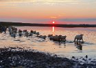 zonsondergang in plan Tureluur, Schouwen Duiveland