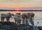 zonsondergang in plan Tureluur, Schouwen Duiveland
