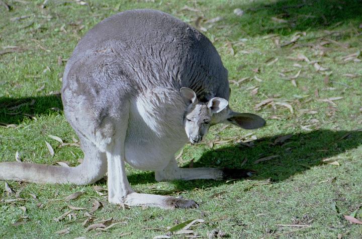 2511.jpg - Australia
kangaroo in Victoria 