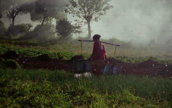 3321.jpg - Indonesia, Bali
farmer woman irrigating her land