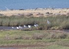 FBL13270 : grote zilverreiger, kleine zilverreiger