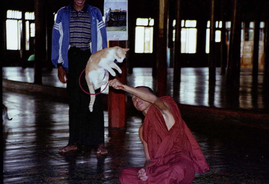 Inle lake jumping cat