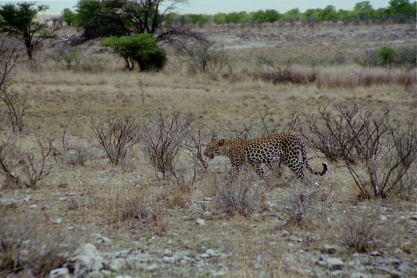 Namibia, leopard
