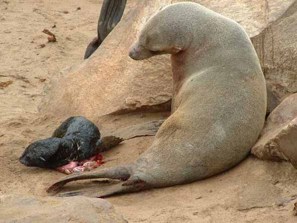 Namibia, seal