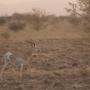 Dorcas gazelle -