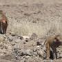 baboons next to the road