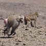 baboon on the run