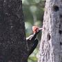 roodkeelspecht - crimson crested woodpecker