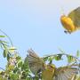 yellow wabler