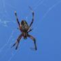 Neoscona oaxensis spider (Ms Oaxaca)