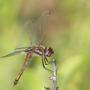 tramea dragonfly
