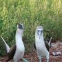 blue footed booby baltsend