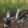 blue footed booby baltsend