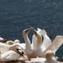 begroeting jan van gent - Northern gannet