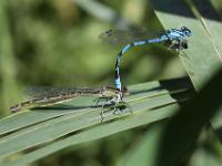 parende waterjuffers-mating damselflies