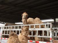 Kashgar animal market, the camels