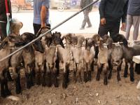 Kashgar animal market, goats for sale