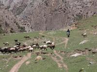 shepherd, at cliff