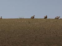 vultures on a hill, Himalayan vulture - Himalayagier