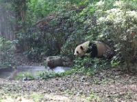 Chengdu, Panda Research centre, Giant panda - reuzenpanda
