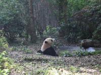 Giant panda - Reuzenpanda