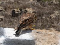 kestrel, near Mone Verde, SÃo Vicente