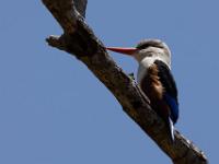 Grey-headed kingfisher, Santiago