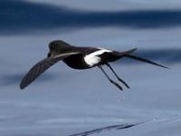 Wilsons Stormvogeltje, boattour, Fogo