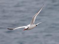 Red-billed Tropicbird, Santiago