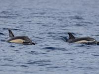 Panglobal Common Dolphin