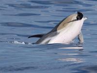 Panglobal Common Dolphin