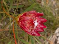 Protea repens, wandeling bij Constantia nek
