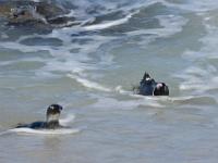 pinguins, Boulder beach