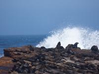 seals, Kleinbaai, Kaap de goede Hoop