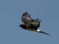 Black-chested snake eagle - Zwartborstslangenarend, West Coast National Park Marine Protected Area