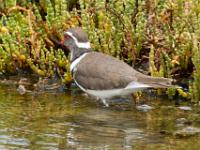 Three-banded plover - driebandplevier (Charadrius tricollaris), West Coast National Park Marine Protected Area