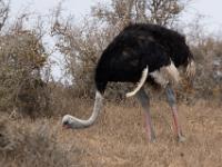 ostrich, West Coast National Park Marine Protected Area