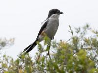 Southern fiscal - Zuidelijke gekraagde klauwier, West Coast National Park Marine Protected Area